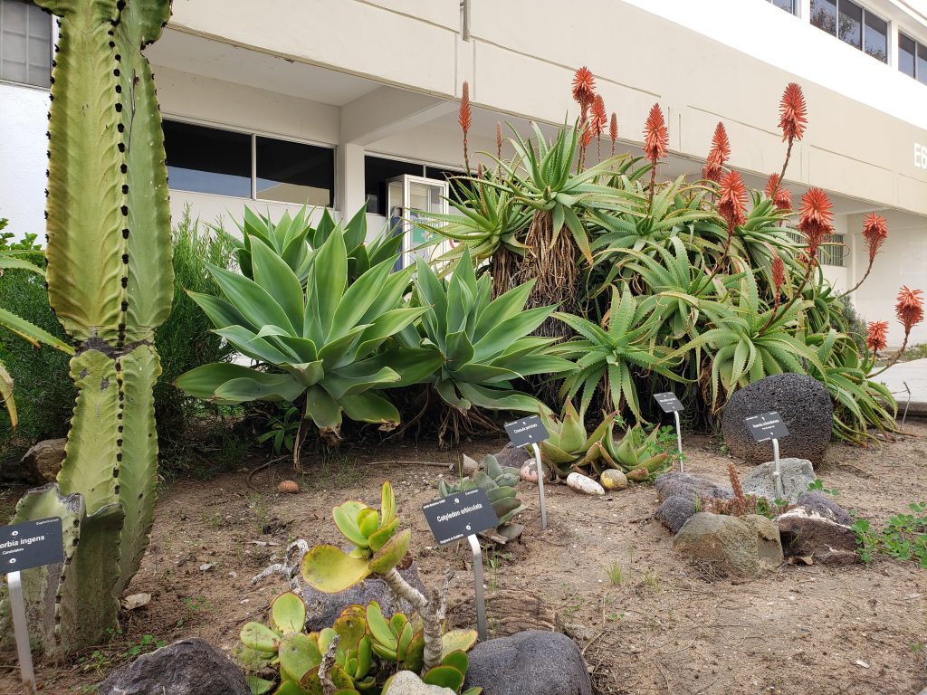 Suculantario – HERBARIO BCMEX Y JARDÍN BOTÁNICO UABC